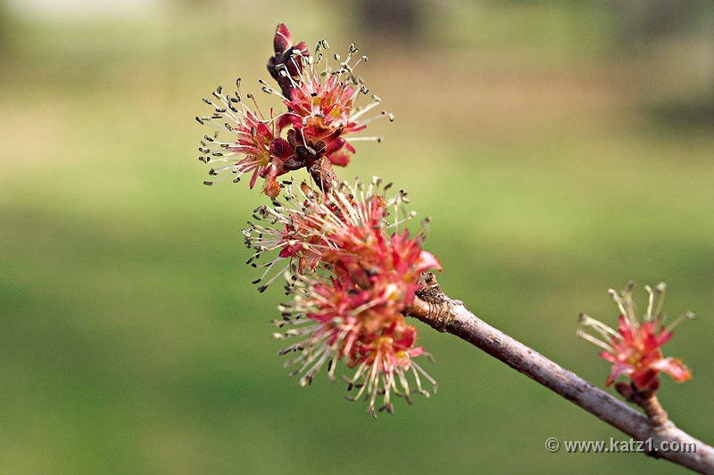 Spring Bud 1